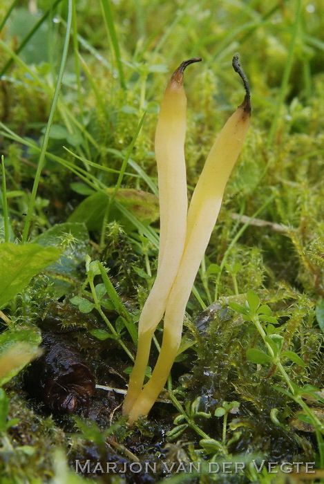 Strogele knotszwam - Clavaria straminea