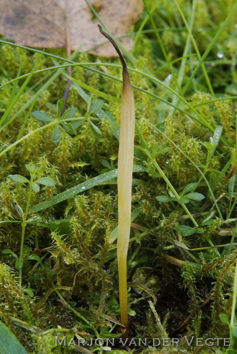 Strogele knotszwam - Clavaria straminea