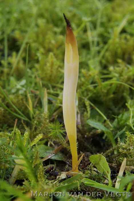 Strogele knotszwam - Clavaria straminea