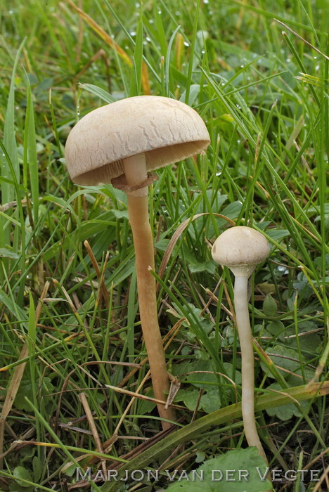 Barstende leemhoed - Agrocybe dura