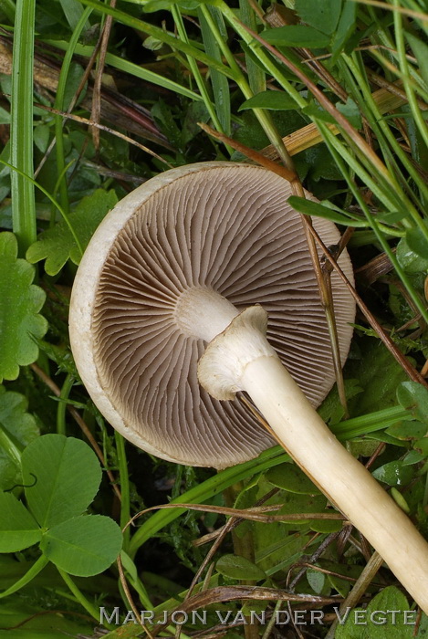 Barstende leemhoed - Agrocybe dura