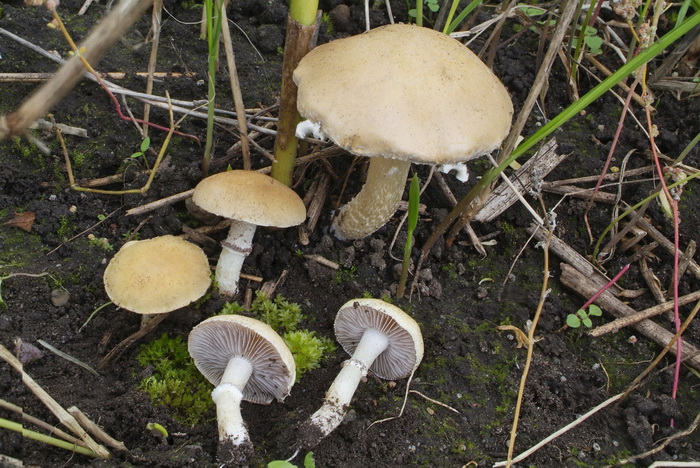 Okergele stropharia - Stropharia coronilla