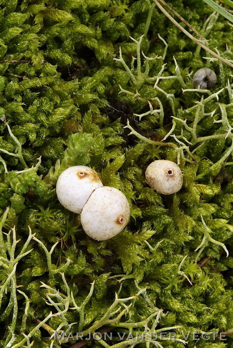 Gesteelde stuifbal - Tulostoma brumale