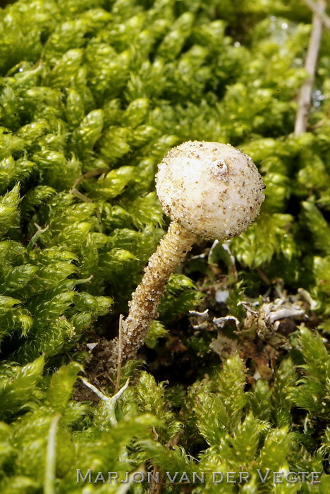 Ruwstelige stuifbal - Tulostoma fimbriatum