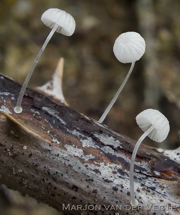 Suikermycena - Mycena adscendens