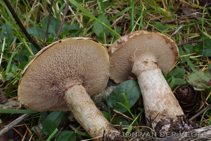 Grauwe ringboleet - Suillus viscidus