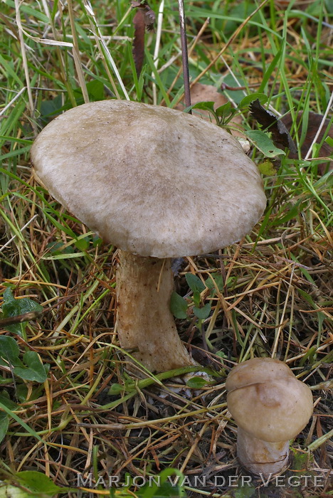 Grauwe ringboleet - Suillus viscidus