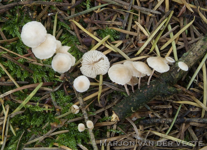 Takruitertje - Marasmiellus ramealis