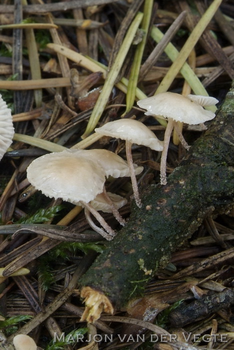 Takruitertje - Marasmiellus ramealis