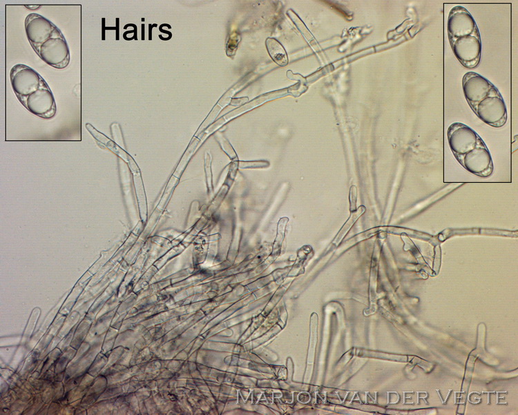 Klein leemkelkje - Tarzetta cupularis