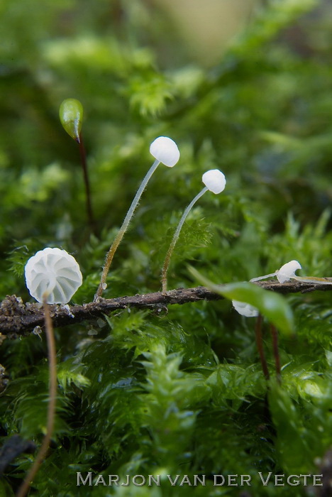 Tengere beukentaailing - Marasmius setosus