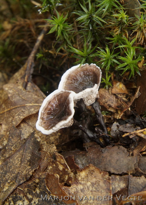 Tengere stekelzwam - Phellodon melaleucus