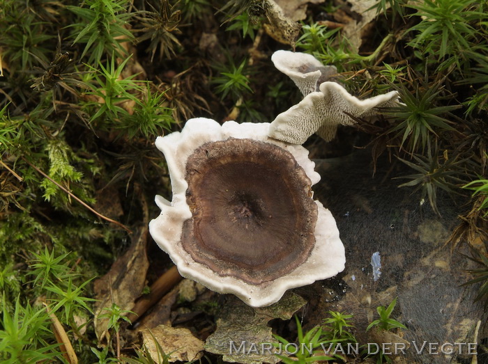 Tengere stekelzwam - Phellodon melaleucus