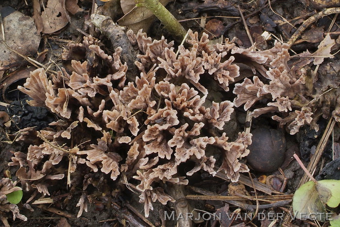 Gespleten franjezwam - Thelephora anthocephala