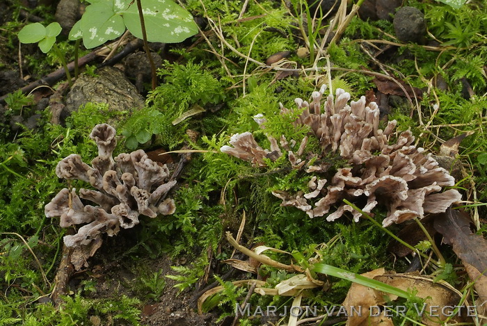 Gespleten franjezwam - Thelephora anthocephala