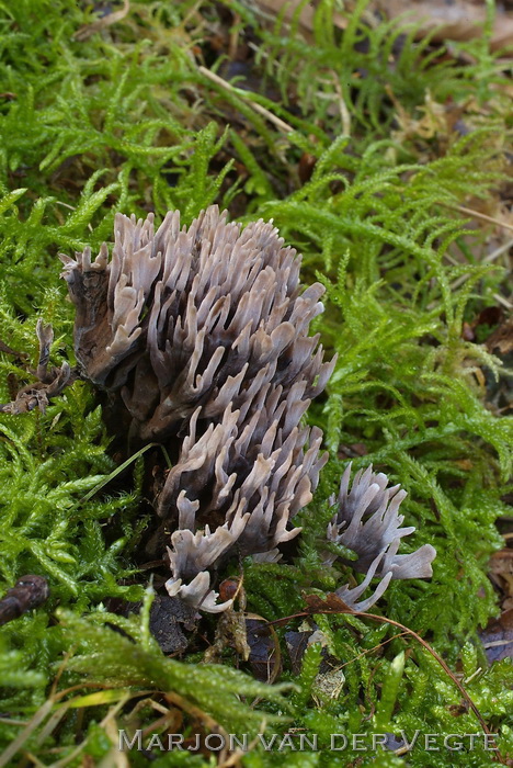 Stinkende franjezwam - Thelephora palmata