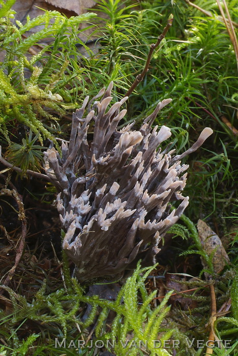 Stinkende franjezwam - Thelephora palmata