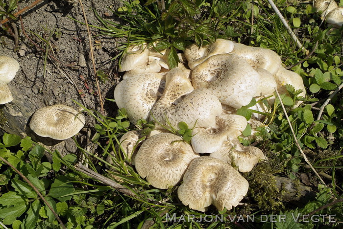 Tijgertaaiplaat - Lentinus tigrinus