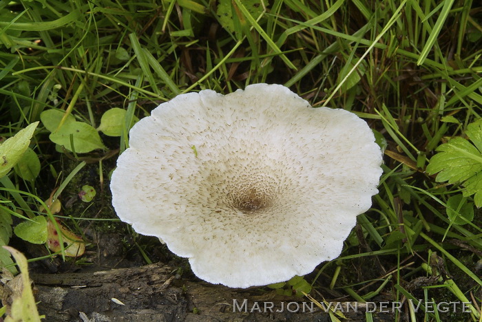 Tijgertaaiplaat - Lentinus tigrinus