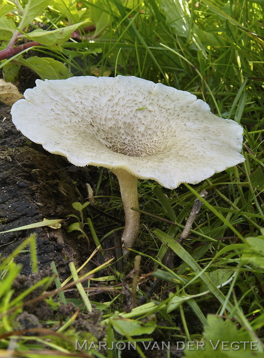 Tijgertaaiplaat - Lentinus tigrinus