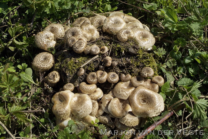 Tijgertaaiplaat - Lentinus tigrinus