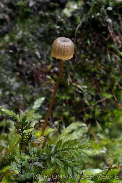 Tonnetjesmycena - Mycena picta