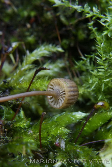 Tonnetjesmycena - Mycena picta