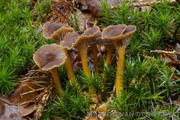 Trechtercantharel - Cantharellus tubaeformis