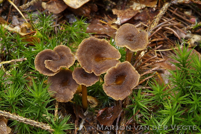 Trechtercantharel - Cantharellus tubaeformis