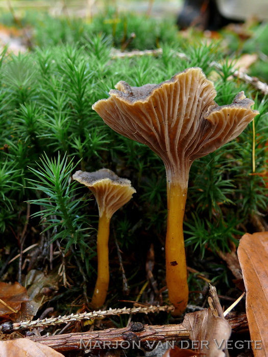 Trechtercantharel - Cantharellus tubaeformis