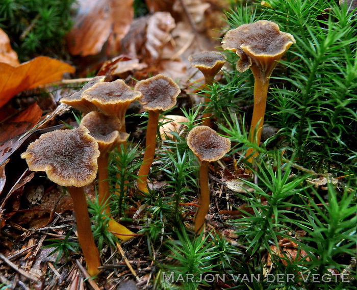 Trechtercantharel - Cantharellus tubaeformis