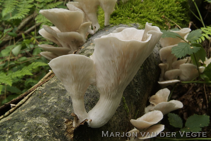 Bleke oesterzwam - Pleurotus pulmonarius