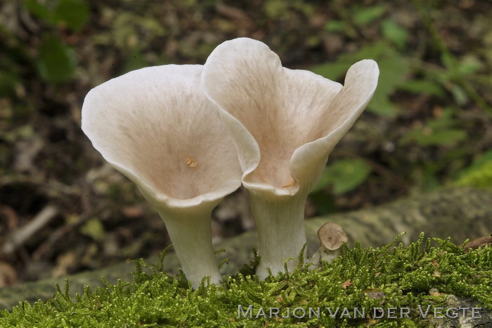 Bleke oesterzwam - Pleurotus pulmonarius