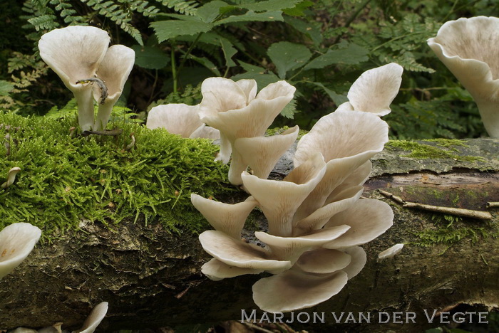 Bleke oesterzwam - Pleurotus pulmonarius