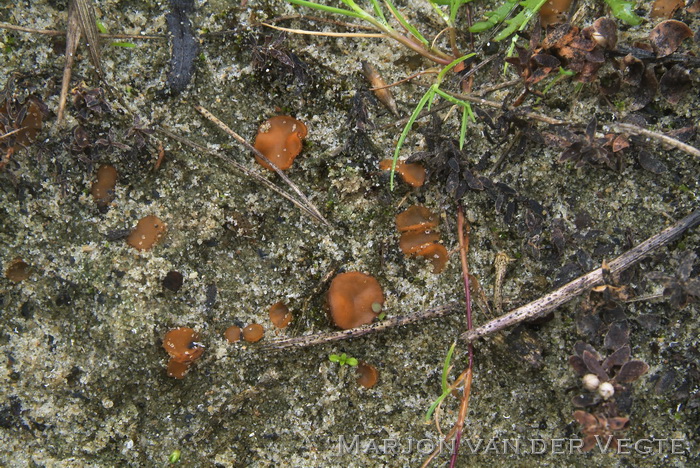 Tricharina glabra - Tricharina glabra