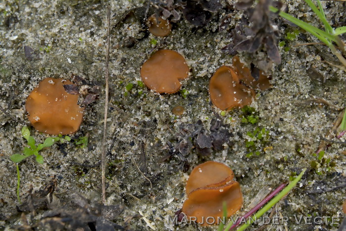 Tricharina glabra - Tricharina glabra