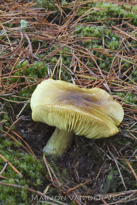 Gele ridderzwam - Tricholoma equestre