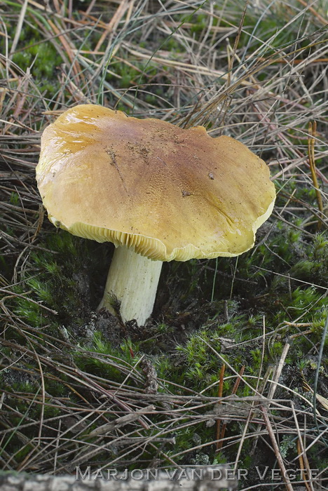 Gele ridderzwam - Tricholoma equestre