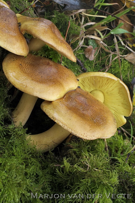 Tricholoma frondosae - Tricholoma frondosae