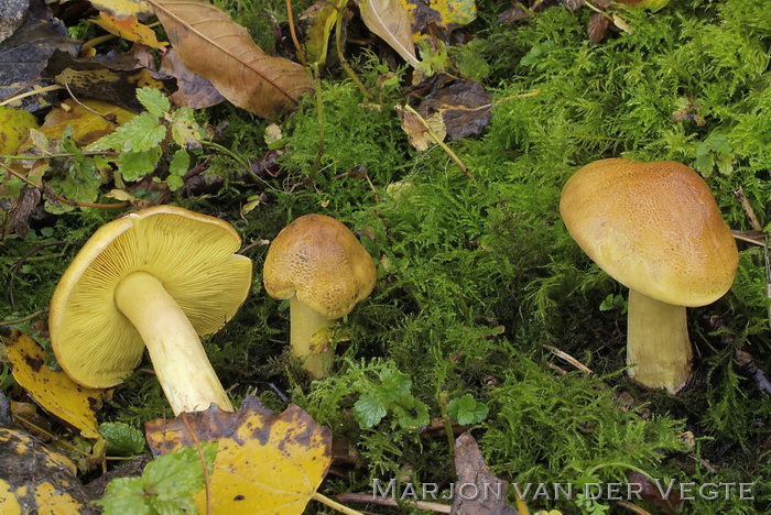 Tricholoma frondosae - Tricholoma frondosae