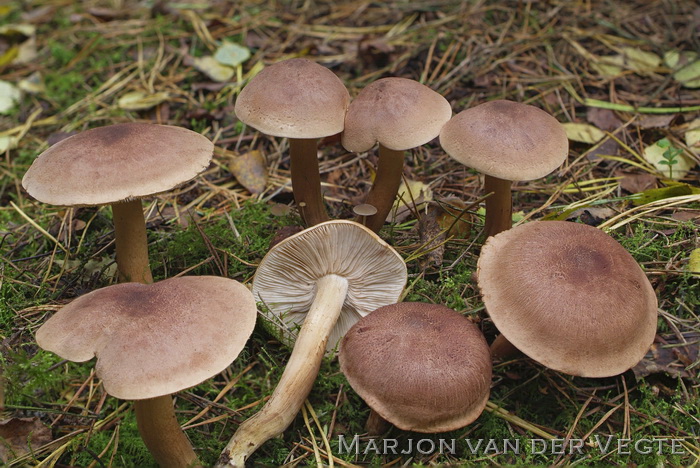 Fijnschubbige ridderzwam - Tricholoma imbricatum