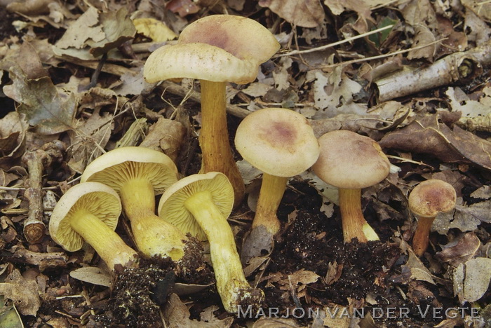 Narcisridderzwam - Tricholoma sulphureum var. coronarium