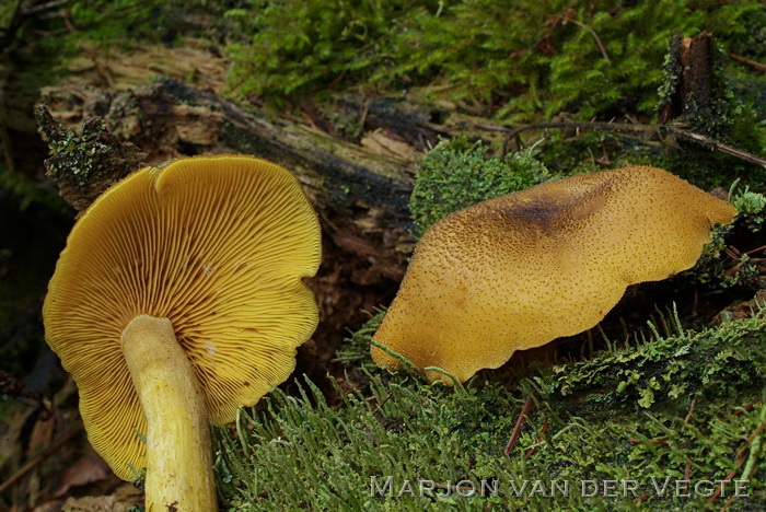 Gele houtridderzwam - Tricholomopsis decora