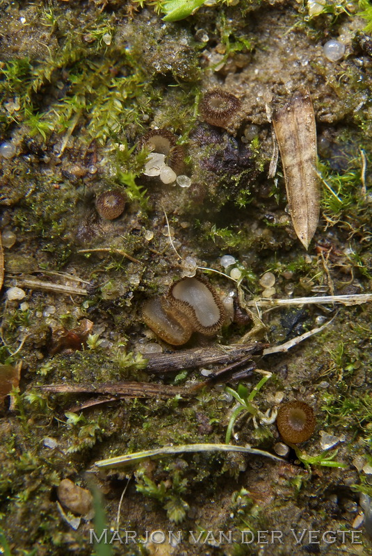 Kruidenpelsbekertje - Trichophaea pseudogregaria