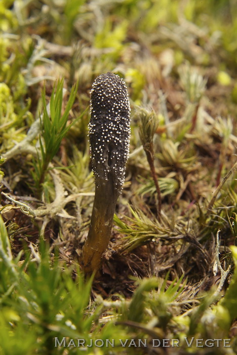 Truffelknotszwam - Cordyceps ophioglossoides