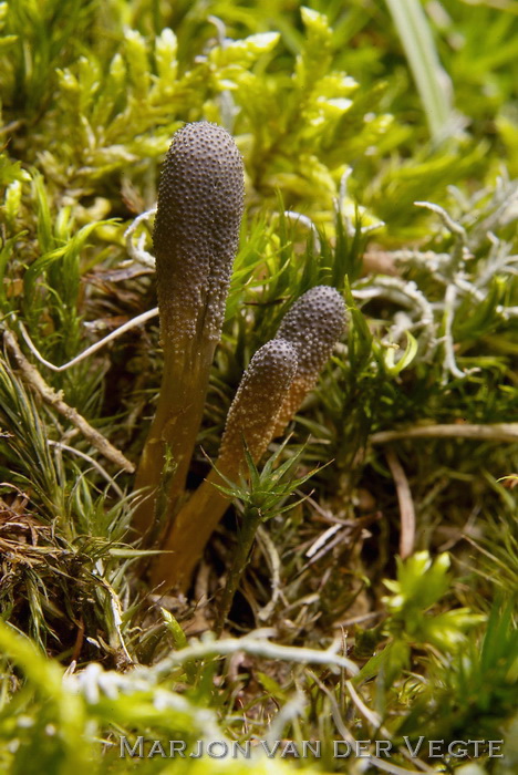 Truffelknotszwam - Cordyceps ophioglossoides