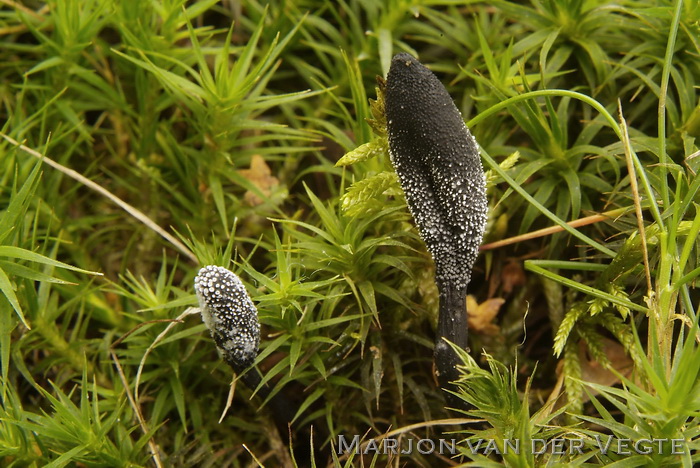 Truffelknotszwam - Cordyceps ophioglossoides