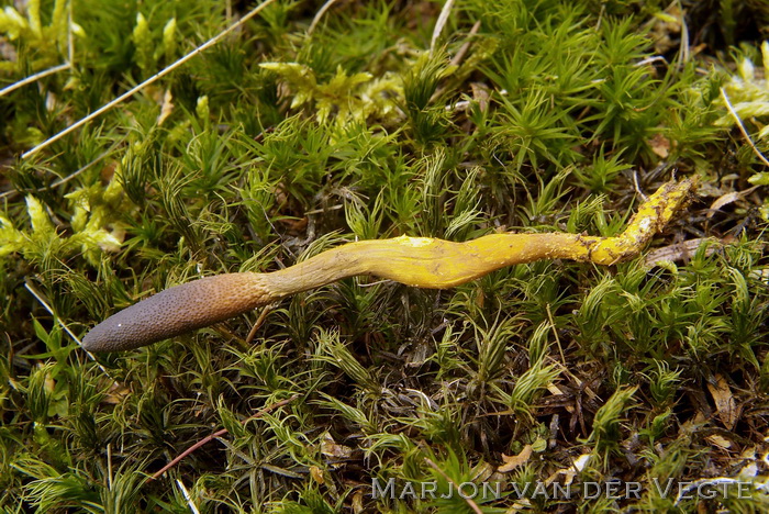 Truffelknotszwam - Cordyceps ophioglossoides