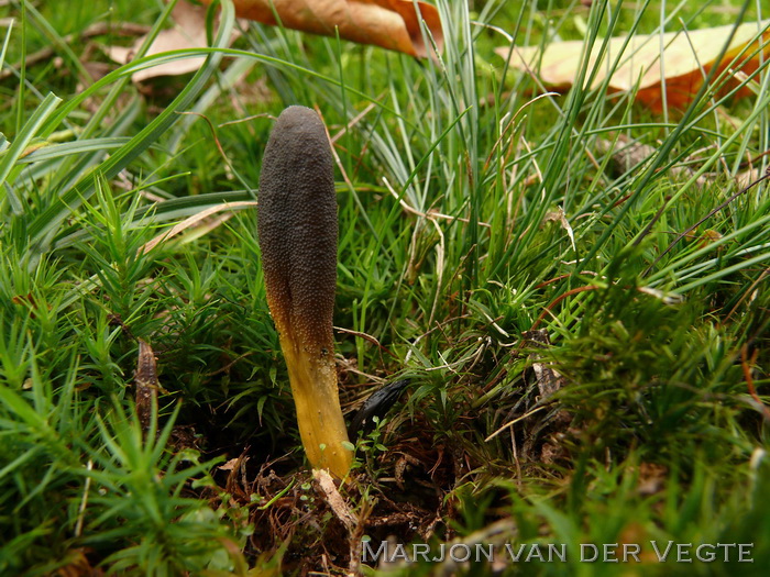 Zwarte truffelknotszwam - Elaphocordyceps ophioglossoides