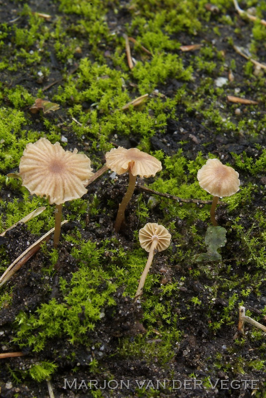 Bleek donsvoetje - Tubaria pallidispora